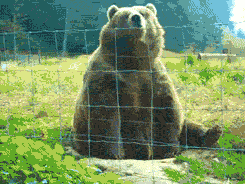 bear-gif-hello