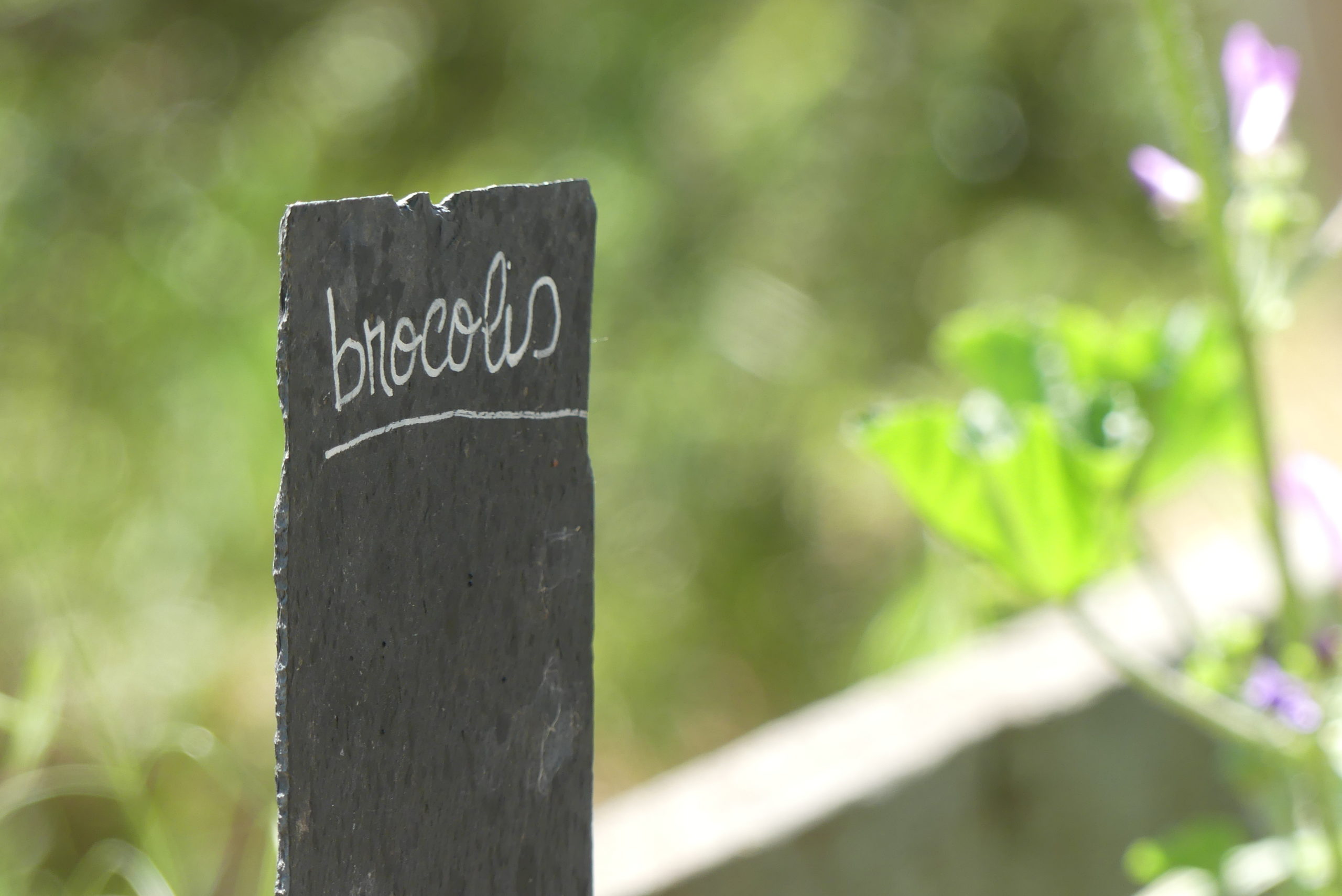 Potager collectif permaculture jardin d'Antoine asbl Empreintes namur